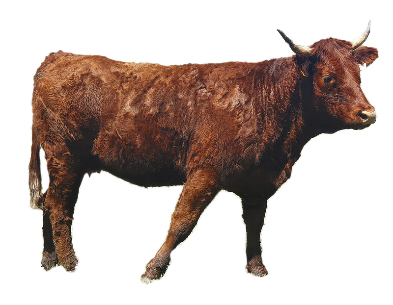 Vache Salers